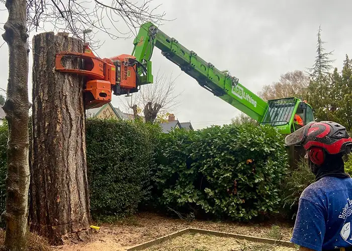 Tree pruning, reduction and removal