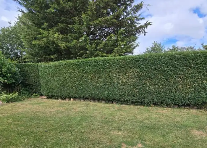 Hedge Trimming & Maintenance Professional hedge trimming and maintenance