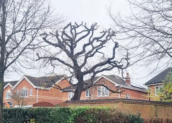 Veteran tree care