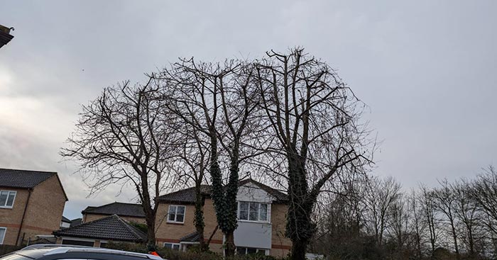 trimmed veteran tree