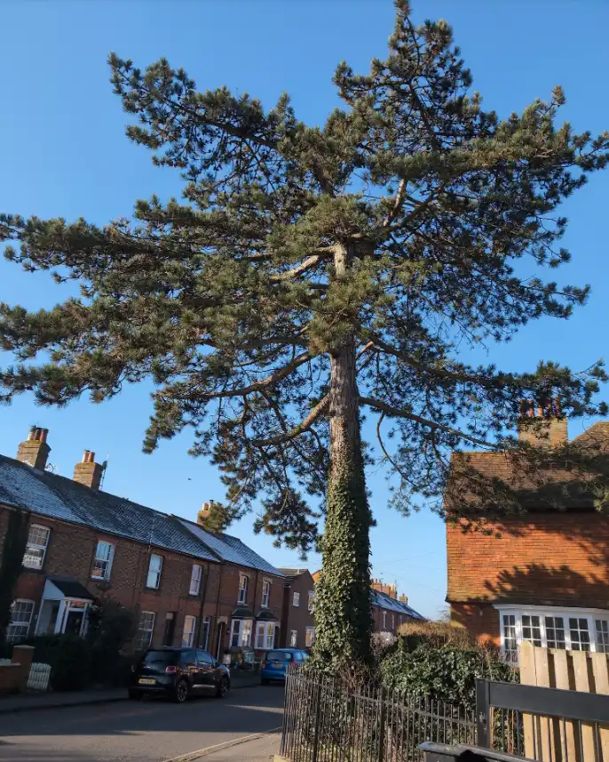 Tree surveying