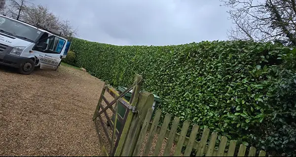 Hedge Cutting Milton Keynes A trimmed hedge