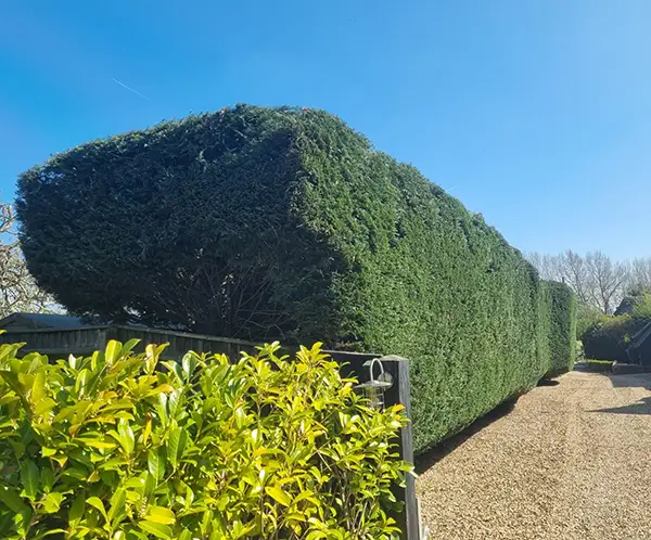 Hedge Cutting Milton Keynes A trimmed hedge