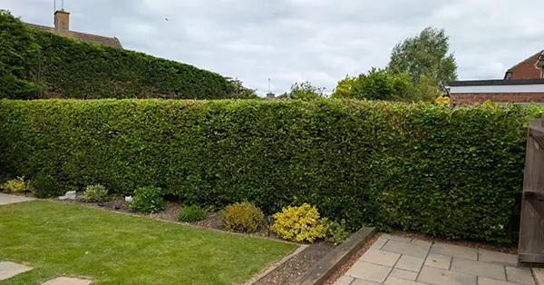 Hedge Cutting Milton Keynes A trimmed hedge