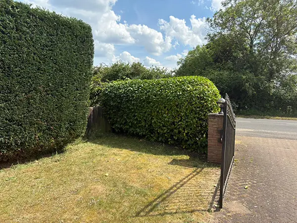 Hedge Cutting Milton Keynes A trimmed hedge