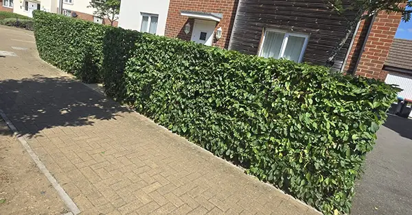 Hedge Cutting Milton Keynes A trimmed hedge