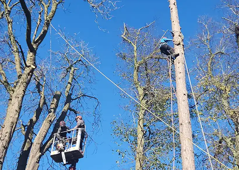 Tree removal