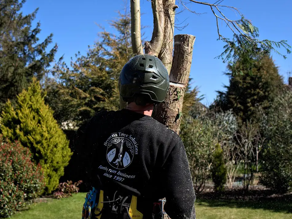 Bird nesting season in the UK, can you cut your hedges? Nesting season work