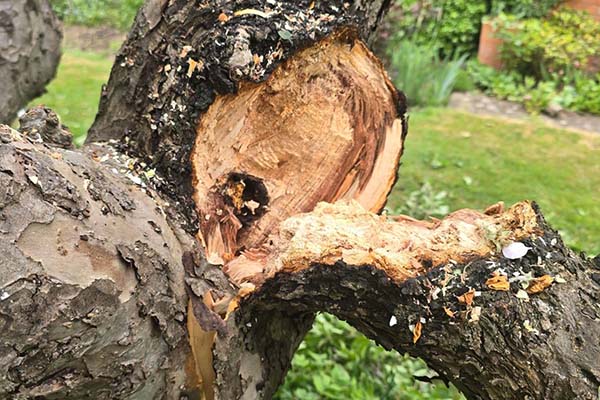 Storm damaged tree