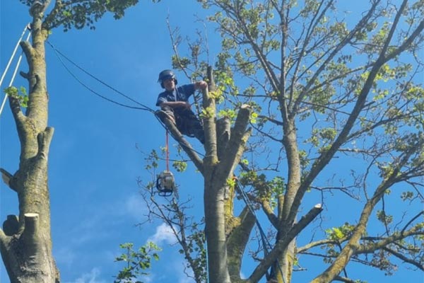 Man up a tree performing tree reduction